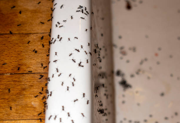 Best Local Pest Control Services  in Lancaster, TX