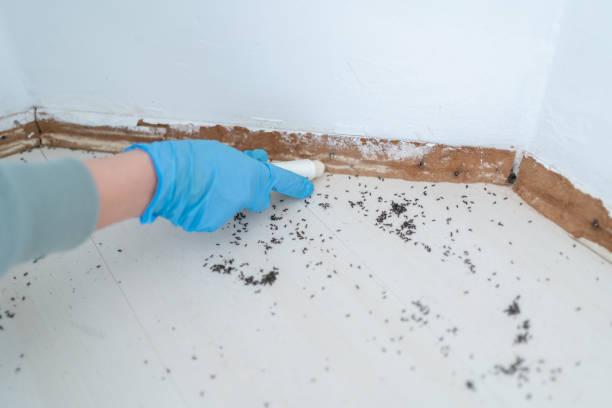 Professional Pest Control in Lancaster, TX